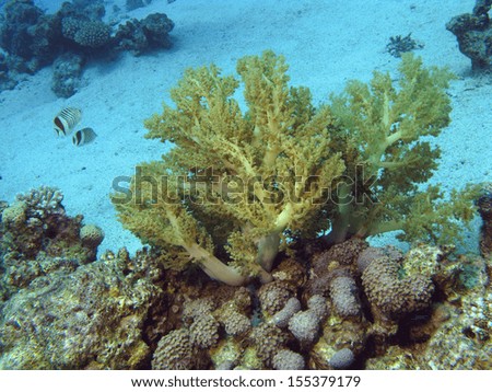 Underwater scene with corals and fish in the Red Sea near Dahab, Egypt.