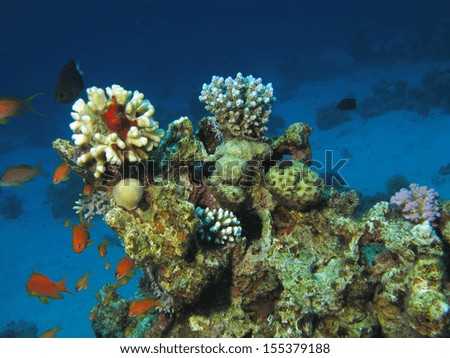 Underwater scene in the Red Sea, Egypt.