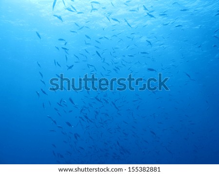 Underwater scene with fishes in the Red Sea, Egypt.
