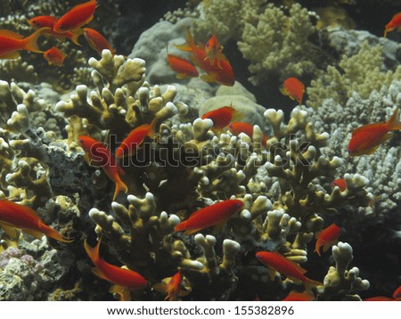 Underwater scene with coral and red fishes in the Red Sea, Egypt.