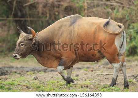 An adult male banteng stepping out of the wood for grass and water