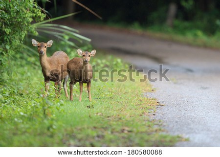 Hog deers in the forest of Thailand