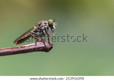 A close up of robber fly with its prey at the end of stick as background