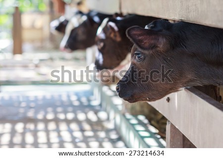 Four identical calves standing together in barn pen