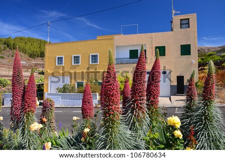 Red desert flowers blooming in little town of Villaflor, Tenerife, Canary islands, Spain