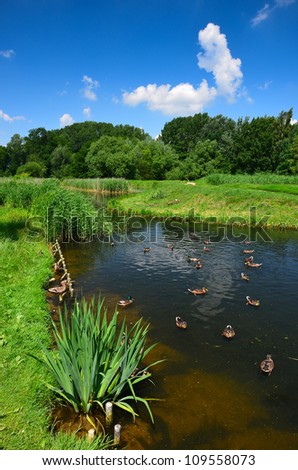 Small lake with ducks on the water in rural landscape of Poland