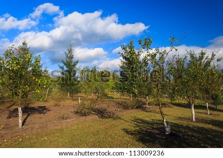 Apple orchard in autumn and clouds on blue sky, Poland