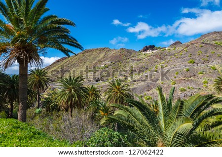 Palm trees mountain valley trekking, Taguluche village, La Gomera, Canary Islands