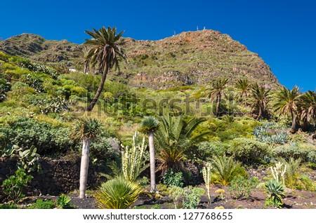 Cactus palm tree mountain tropical vegetation, La Gomera, Canary Islands