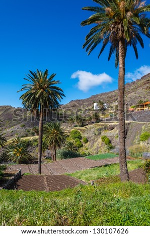 Palm tree valley view rural landscape field mountains, Taguluche village, La Gomera, Canary Islands