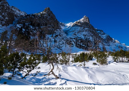 Winter trail mountain valley snow tree, Starolesna valley, High Tatra Mountains, Slovakia