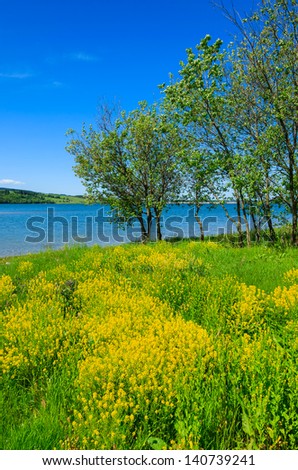 Yellow rapeseed flowers blooming lake view tree, Czorsztyn, Pieniny Mountains, Poland
