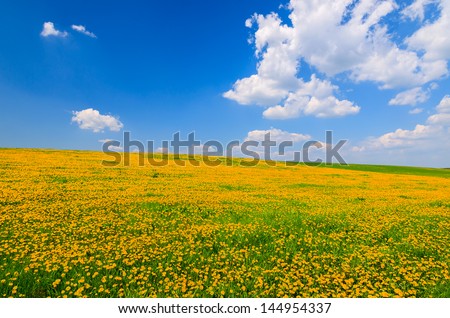 Yellow flowers field rural landscape white clouds blue sky, Hamerlberg, Burgenland, Austria