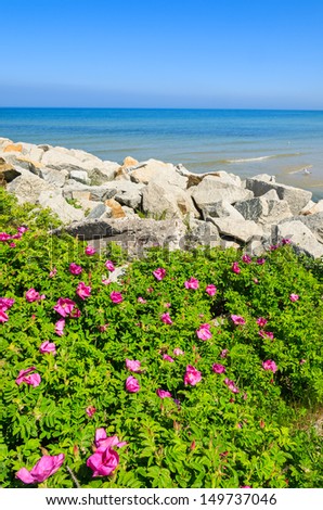 Green plants flowers coast stone wave breakers, Ustka, Baltic Sea, Poland