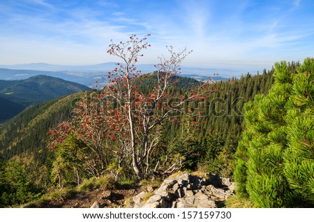 Mountain ash tree on trail from Giewont to Strazyska valley in autumn season, Tatry Mountains, Poland