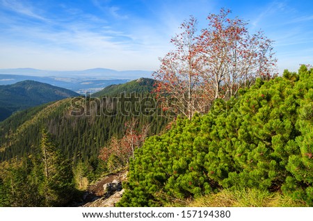 Mountain ash tree on trail from Giewont to Strazyska valley in autumn season, Tatry Mountains, Poland
