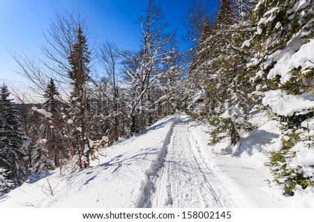 Winter path snow covered trees landscape, Beskidy Mountains, Turbacz, Poland