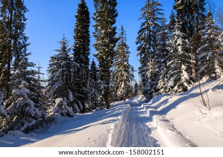 Winter path snow covered trees landscape, Beskidy Mountains, Turbacz, Poland