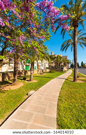 Alley in a park at spring season with blooming purple tree flowers, Alcudia, Majorca island