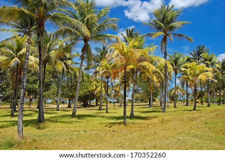 Palm trees on tropical Palm Island - paradise desitnation in the Caribbean area, Saint Vincent and Grenadines