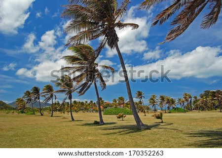 Palm trees on tropical Palm Island - paradise desitnation in the Caribbean area, Saint Vincent and Grenadines
