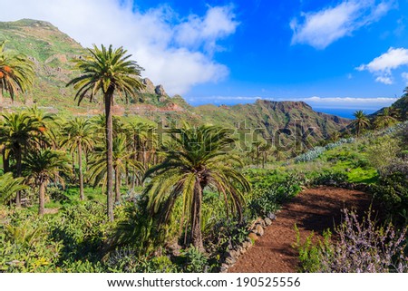 Palm trees in mountain valley with ocean clouds blue sky in the background, La Gomera, Canary Islands