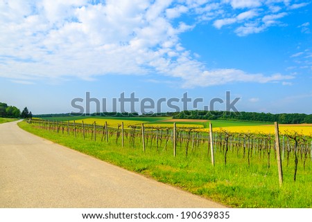 Countryside road along vineyards in wine making region of Burgenland in spring time, Austria