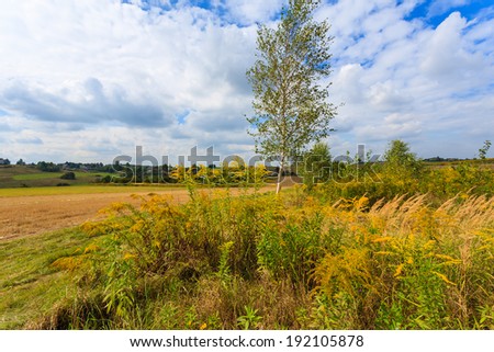 Birch tree and yellow flowers on field in farming landscape in Jerzmanowice village near Krakow, Poland
