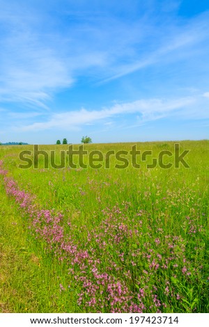 Green meadow with purple flowers in summer landscape, Gliczarow Gorny, Tatra Mountains, Poland