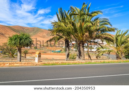 Palm trees along a road and view of volcanic mountains near Pajara village, Fuerteventura, Canary Islands, Spain