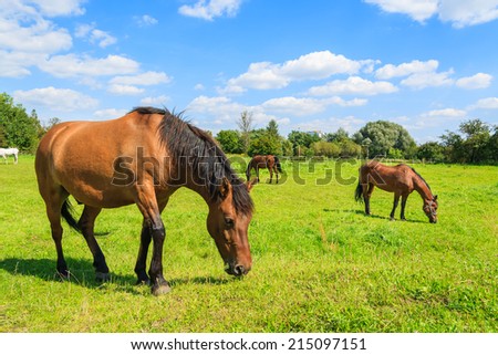 Brown horses grazing on green pasture in rural area of Krakow city, Poland