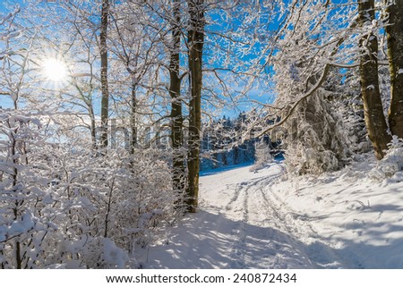Winter trees and path in Beskid Sadecki Mountains with sun on blue sky, Poland