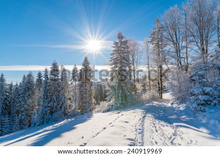 Winter trees and road in Beskid Sadecki Mountains with sun on blue sky, Poland