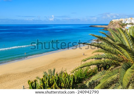 Palm tree on beach in Morro Jable holiday village, Fuerteventura, Canary Islands, Spain