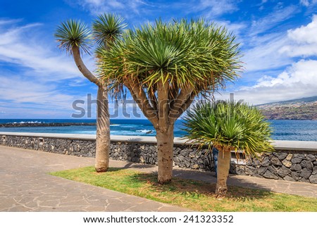 Tropical plants along ocean in Puerto de la Cruz, Tenerife, Canary Islands, Spain