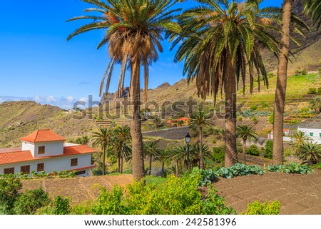 Palm trees on farming fields in Taguluche village on La Gomera, Canary Islands, Spain