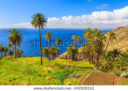Palm trees in tropical landscape of La Gomera island in Taguluche mountain village, Canary Islands, Spain