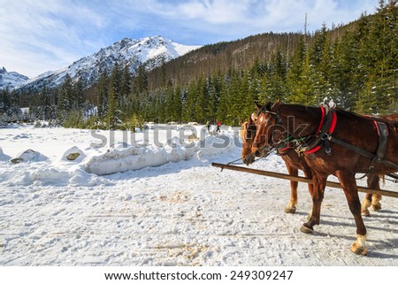 Two horses rest after transporting tourists in sleigh carriages to Morskie Oko lake in winter, High Tatra Mountains, Poland