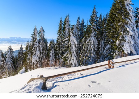 Winter trees and wooden fence in snow near Turbacz shelter in Gorce Mountains, Poland