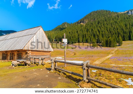 Wooden hut and mountain trail sign on pasture with blooming crocus flowers in Chocholowska valley, Tatra Mountains, Poland