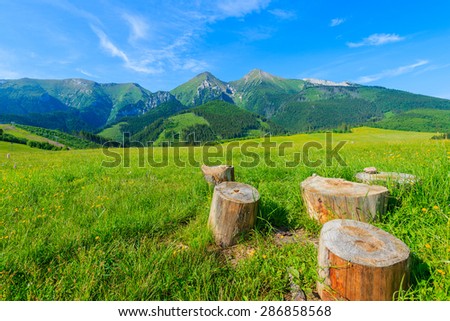 Tree trunks on green meadow with blooming flowers in summer landscape of Tatra Mountains, Slovakia