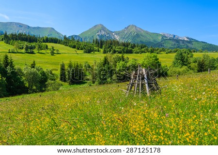 Colorful flowers on green meadow in Tatra Mountains, Slovakia