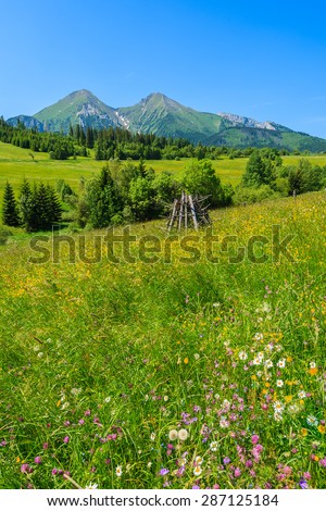 Colorful flowers on green meadow in Tatra Mountains, Slovakia