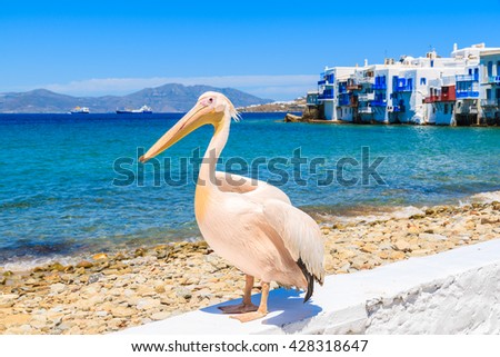 Famous pelican bird posing for photos against beach in Mykonos town, Cyclades islands, Greece