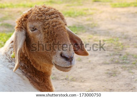 Sheep look is happy in farm