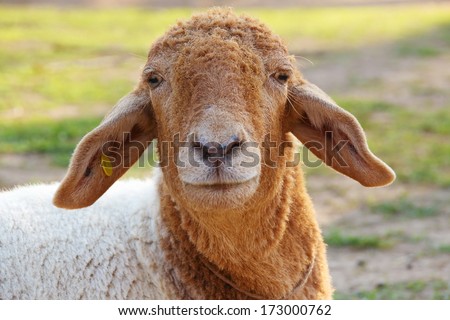 Sheep look is happy in farm