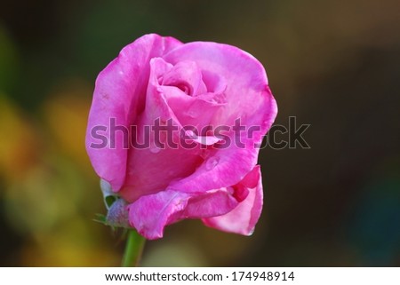 Beautiful Purple roses pictures closely