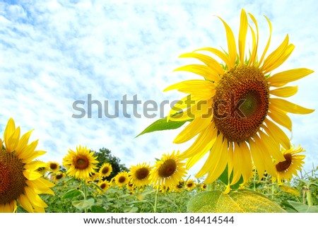 sunflower field and the blue sky at Thailand country