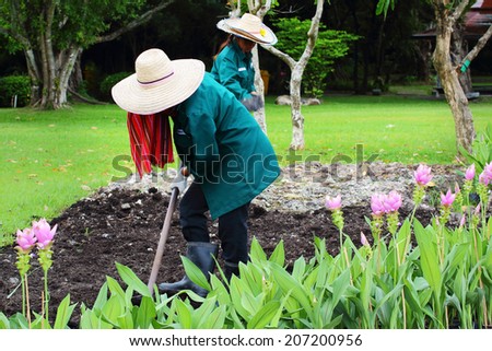 Bangkok, Thailand-July 24, Farmers planting flowers in plots,To promote the upcoming Siam Tulip Festival. at the park in Bangkok,Thailand on July 24, 2014.