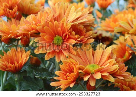 Orange Chrysanthemum flowers in flower garden